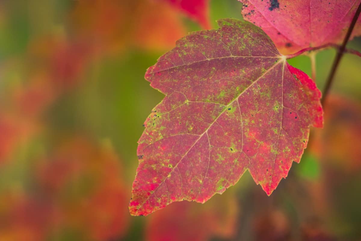 Red maple trees grow in full to part sun conditions.