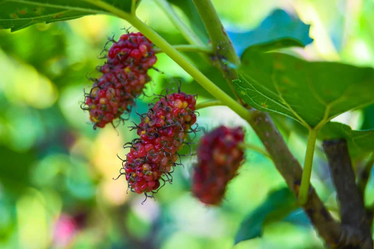 The red mulberry is an ornamental shade tree with delicious fruit.