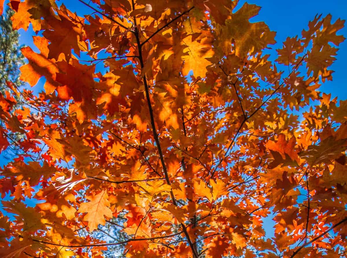 The red oak is a low maintenance shade tree.