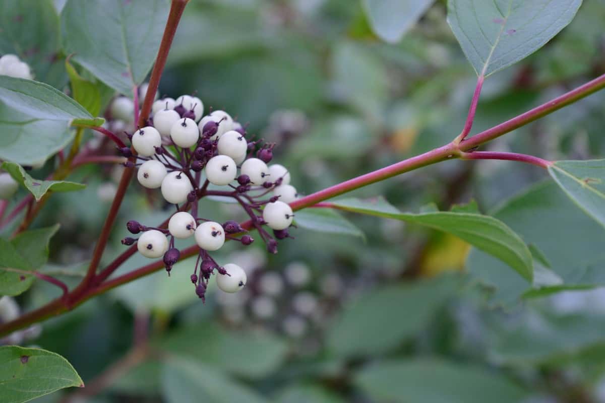 Red twig dogwoods offer four-season interest.