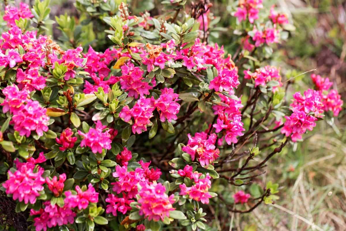 Rhododendrons are attractive deer-resistant flowers.