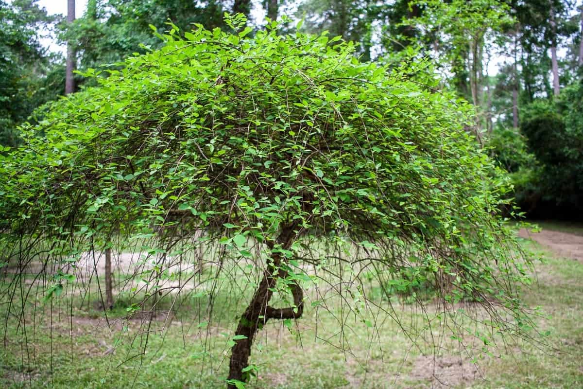 The river birch is a tree with interesting, peeling bark.