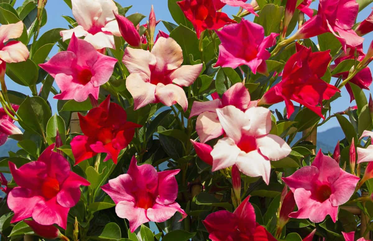 Rocktrumpets can be grown indoors or out.