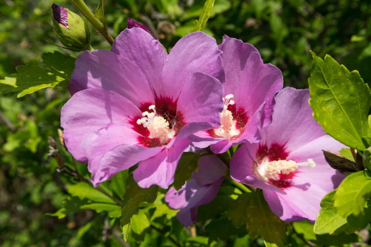 Rose of Sharon is a type of hibiscus.