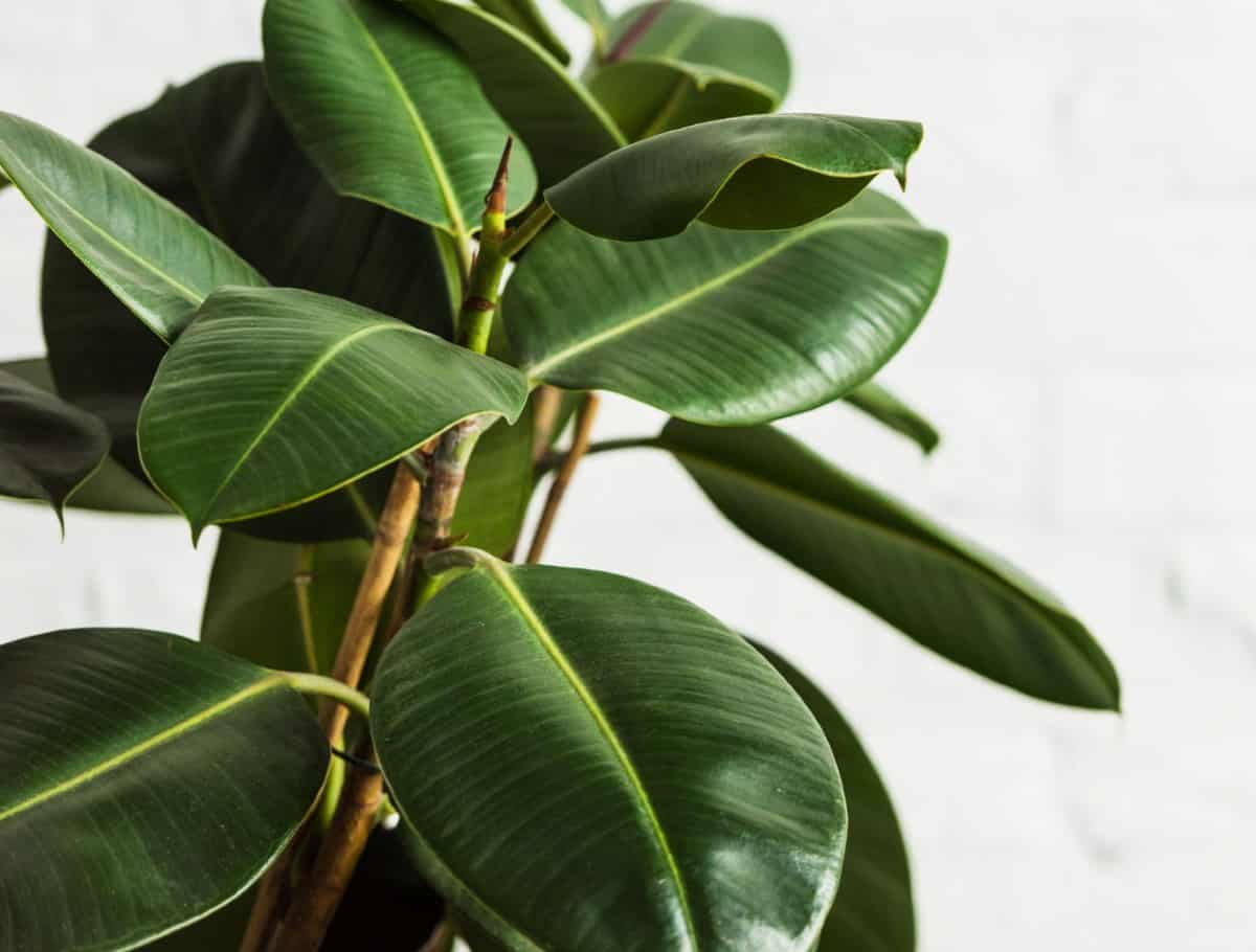 Rubber fig trees grow to about ten feet in a pot.