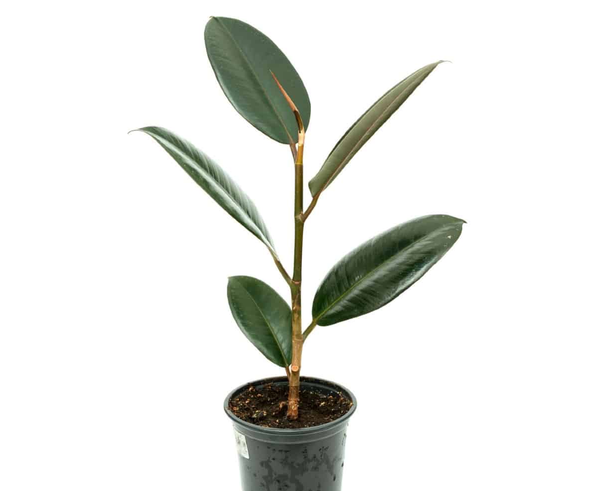 Rubber plants have large leathery leaves.