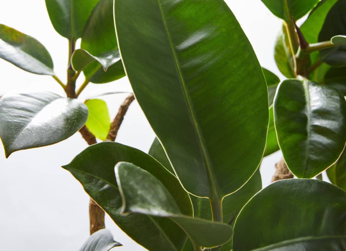 Rubber plants need bright but indirect light.