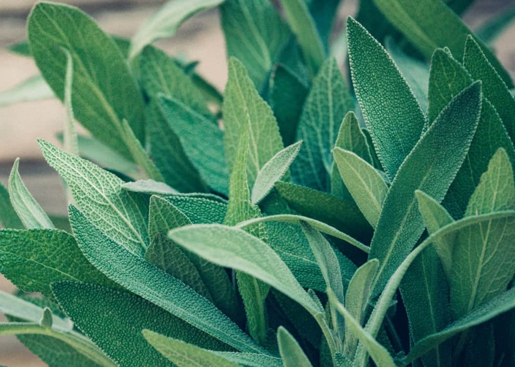 Pollinators like bees and butterflies love sage plants.