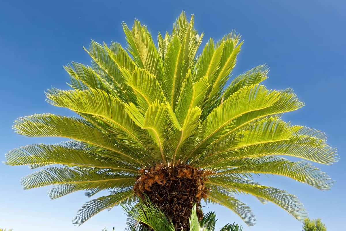 Sago palms are not really members of the palm tree family.