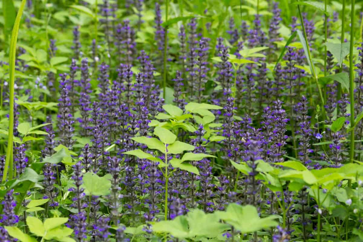 Salvia is easy to dry and add to everlasting arrangements.