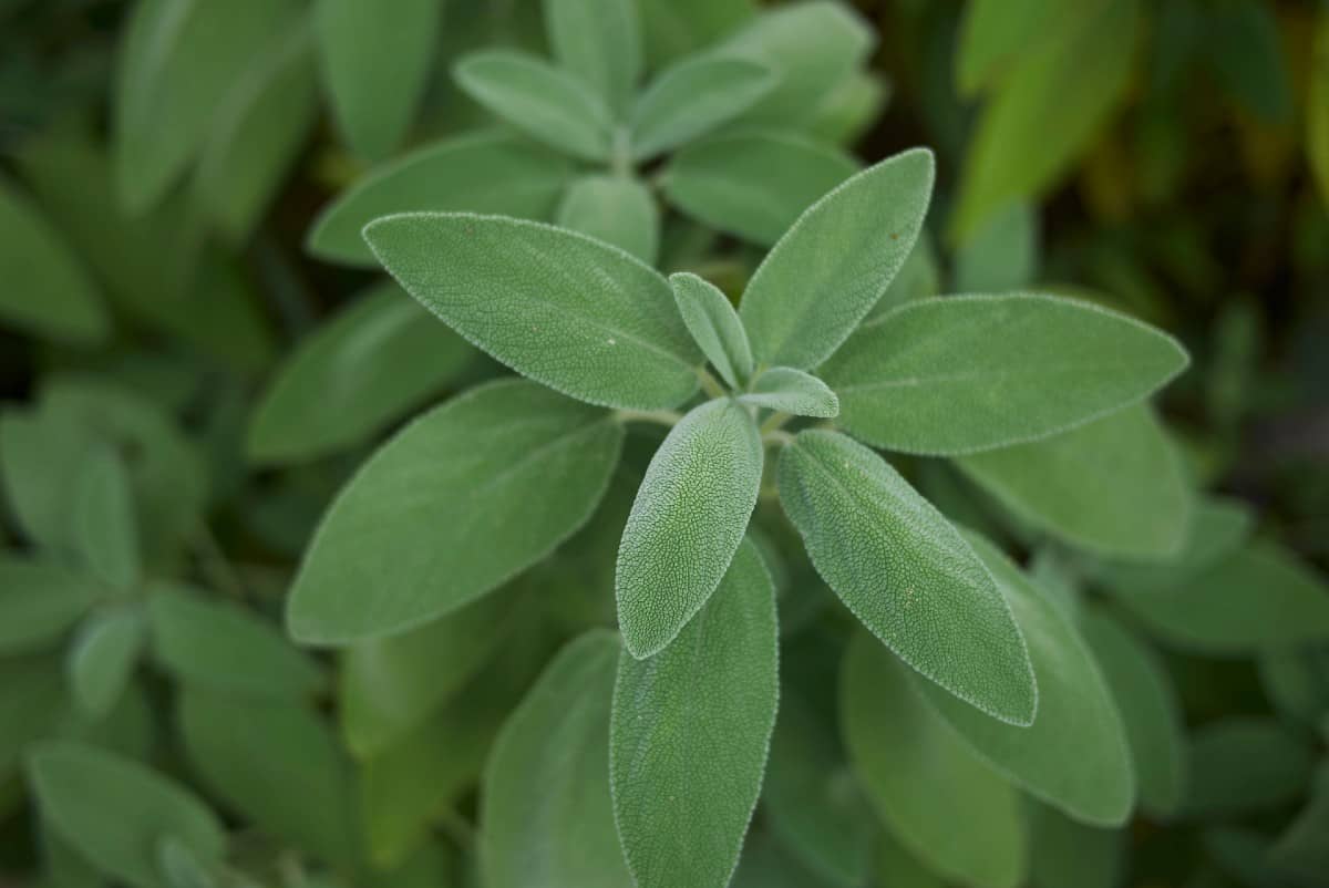 Salvia leaves have a minty scent.