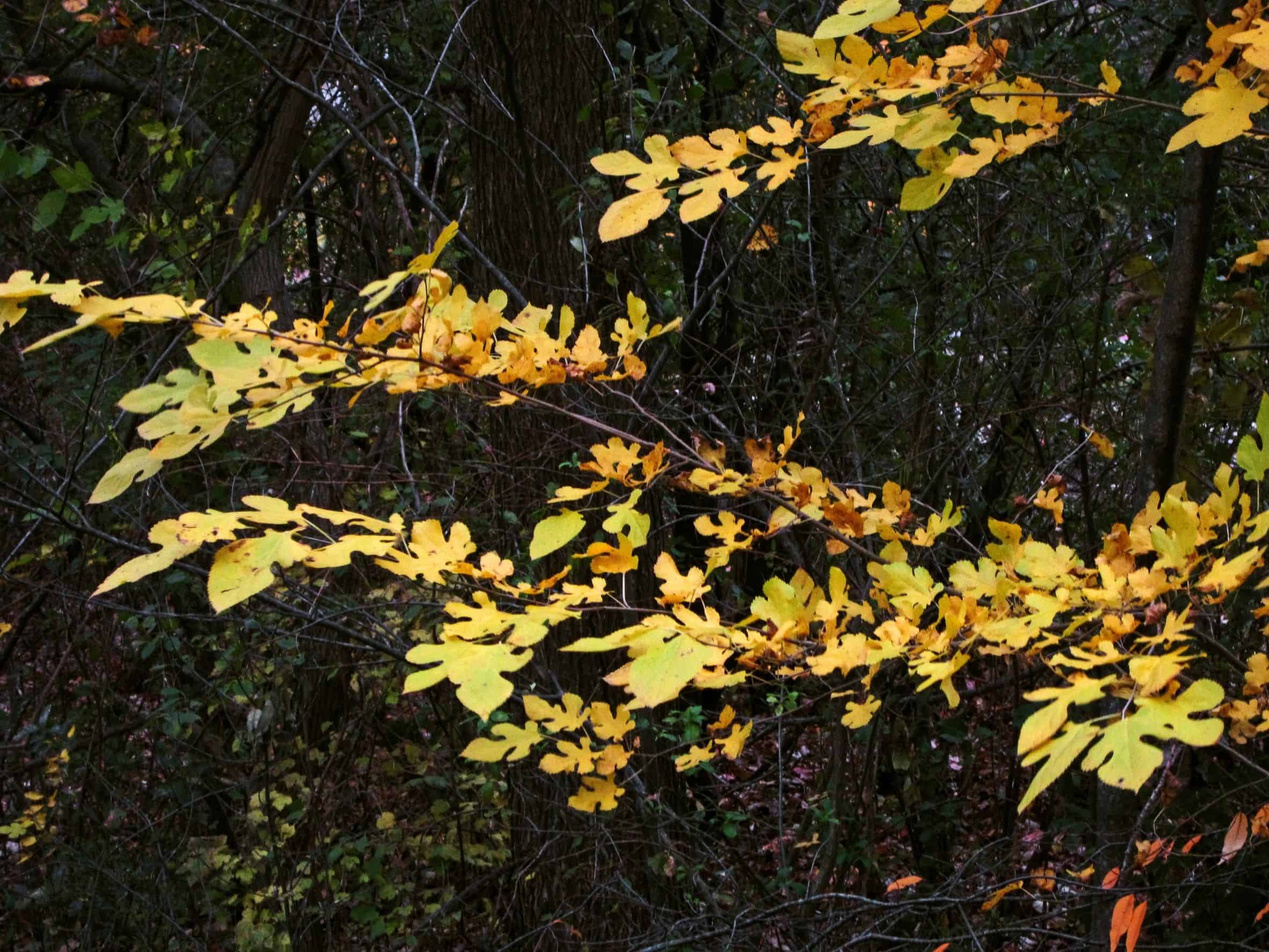 The fall leaves of the sassafras come in a variety of bright colors.