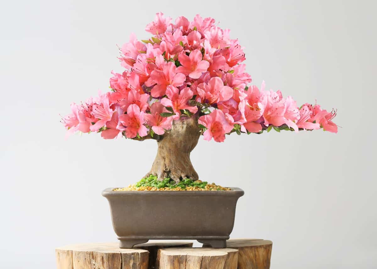 The Satsuki azalea bonsai has beautiful flowers.