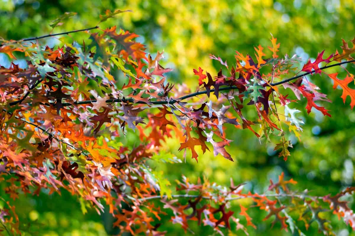 The scarlet oak is a popular landscape tree.