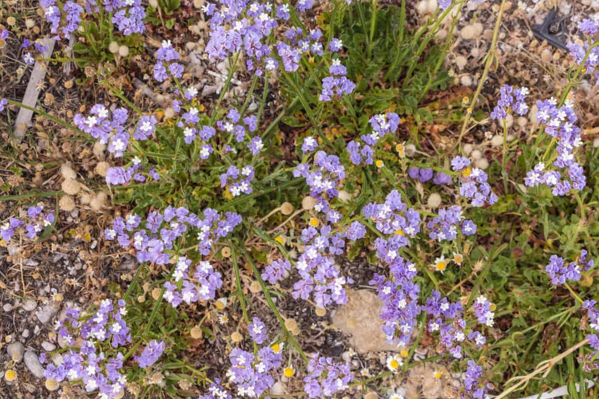 Sea lavender or statice is a low-growing annual.