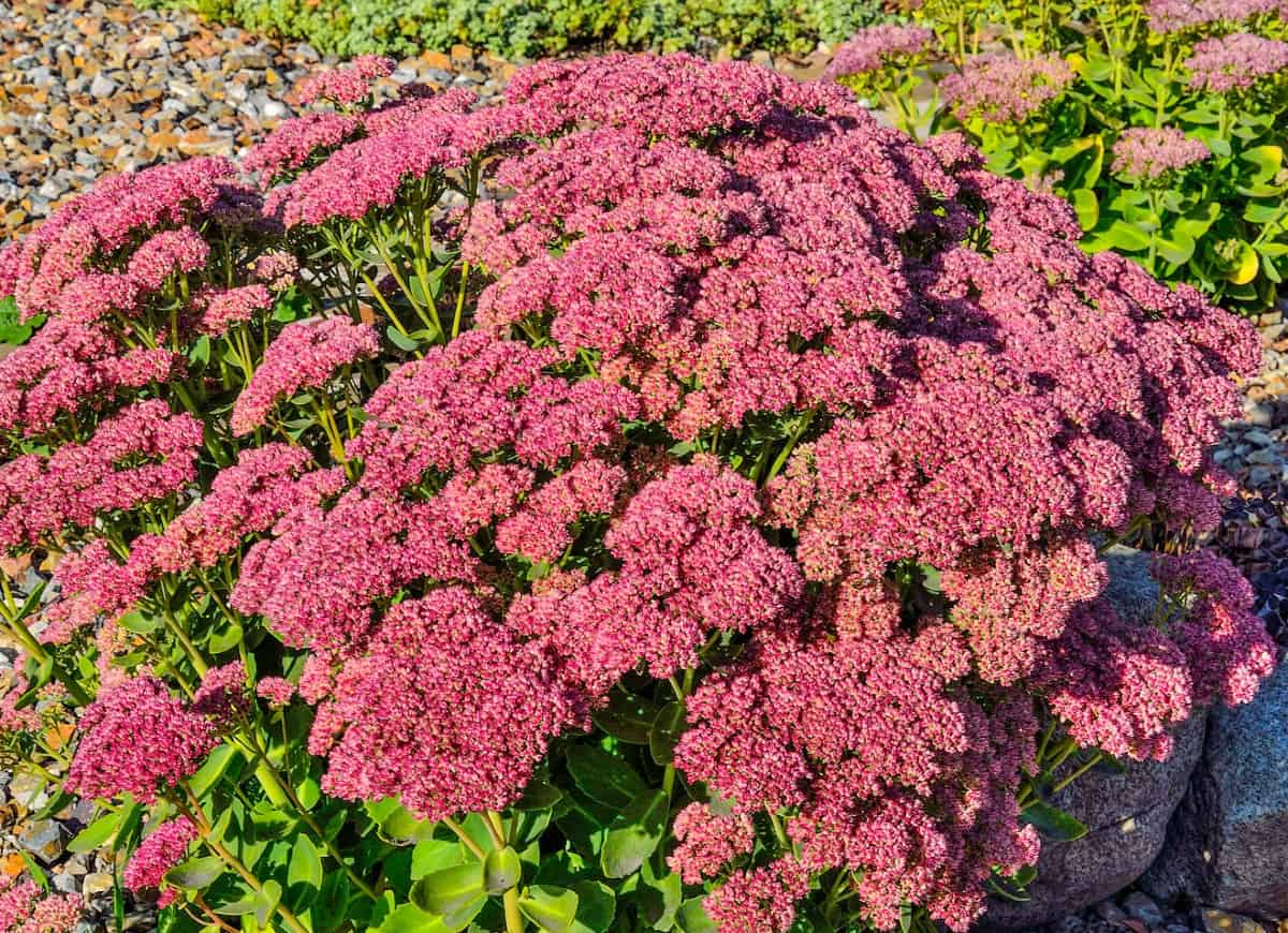 Sedum is also known as stonecrop.