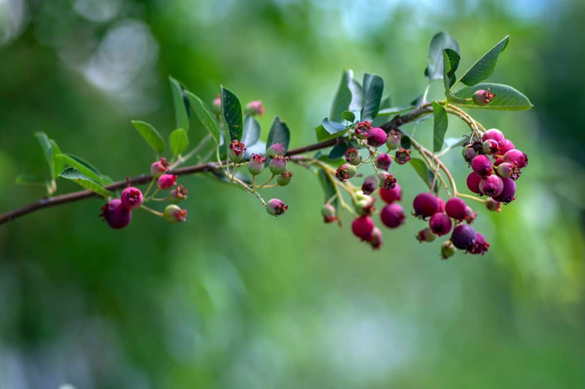 Humans and birds love serviceberry fruit.