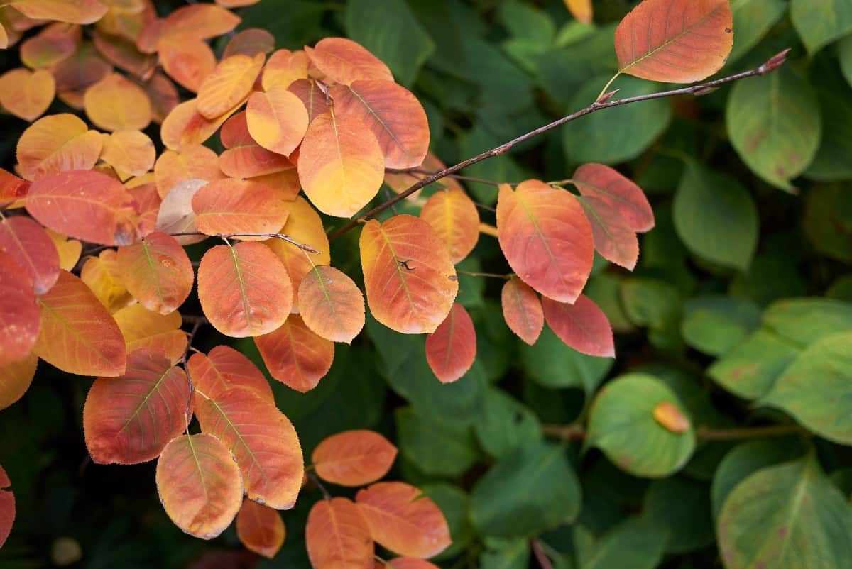 Serviceberry trees are small specimens with orange leaves in fall.