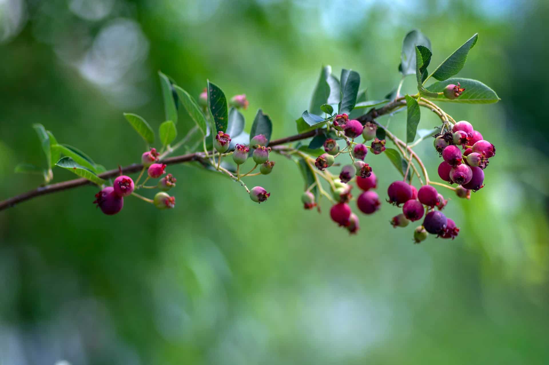 The spring flowers of serviceberry trees attract pollinators.