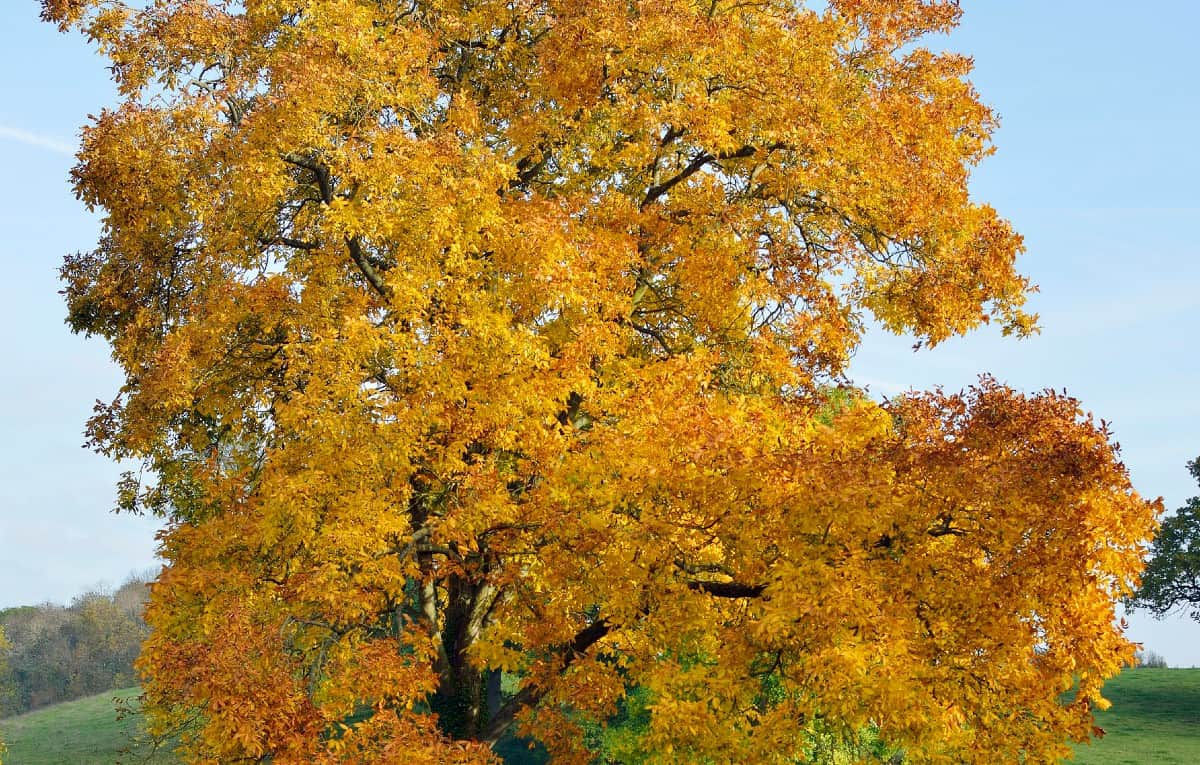 The shagbark hickory tree is related to the walnut.