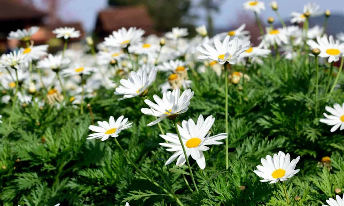 Shasta daisies make excellent cut flowers.