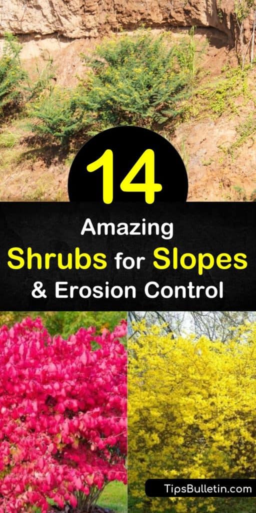 Learn how to choose the right plants for erosion control by picking shrubs with strong roots. Plant slope-friendly ornamental grasses and bushes near a retaining wall to stabilize the soil for seasonal foliage, flowers, and red berries. #shrubs #slopes #slopefriendlyshrubs #bushes