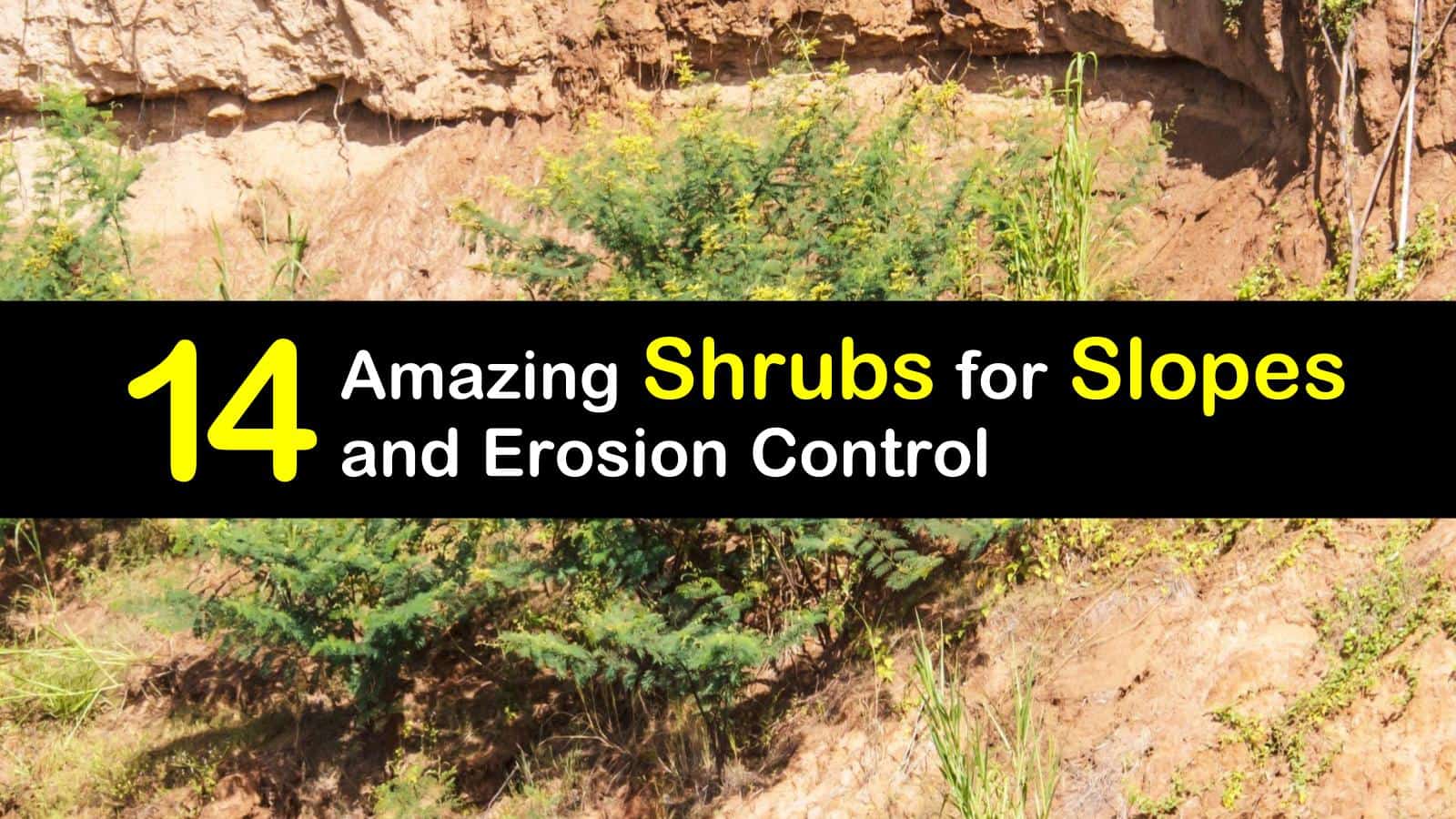 14 Amazing Shrubs for Slopes and Erosion Control
