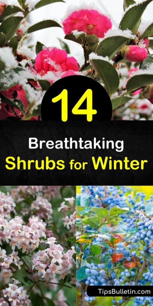 Learn which species make the best shrubs for winter and why. Discover how plants like mahonia and winterberry provide gorgeous appeal and food for birds in winter. Try dogwood and holly for vibrant branches or dark green leaves in an otherwise colorless season. #shrubs #winter #interest #seasonal