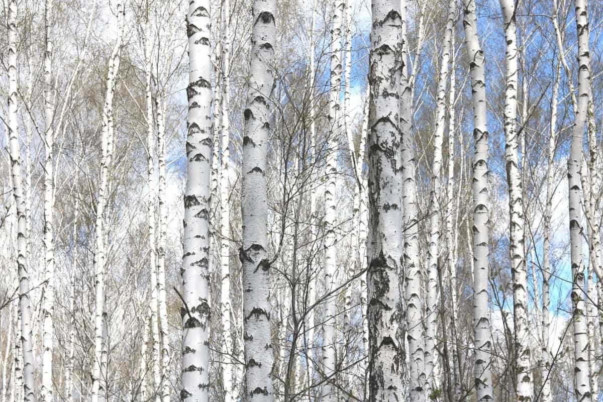Silver birch trees have attractive peeling bark.