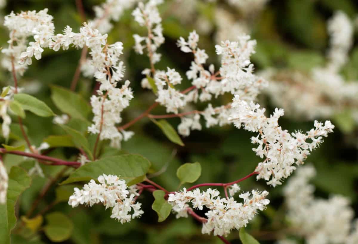 Silver lace vine easily takes over a fence.