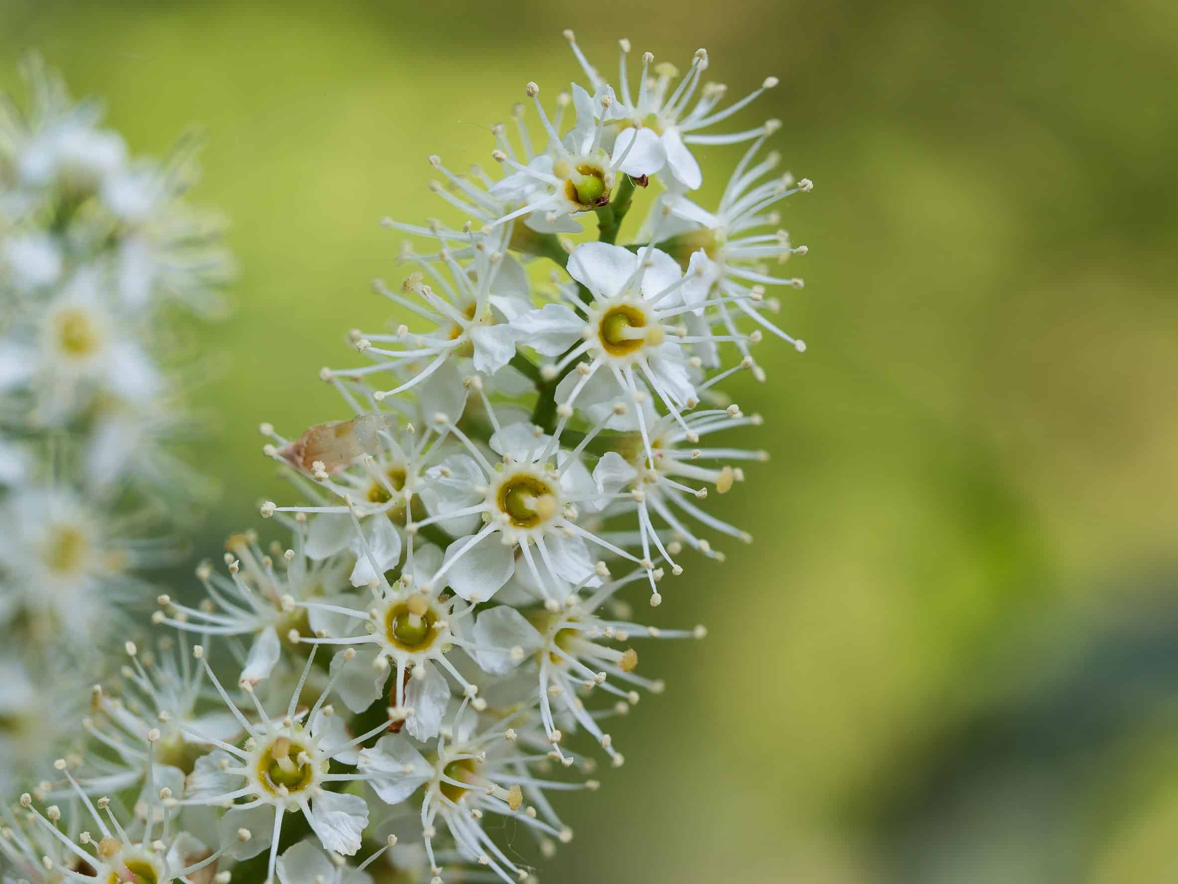 The skip laurel can grow to 40 feet tall.