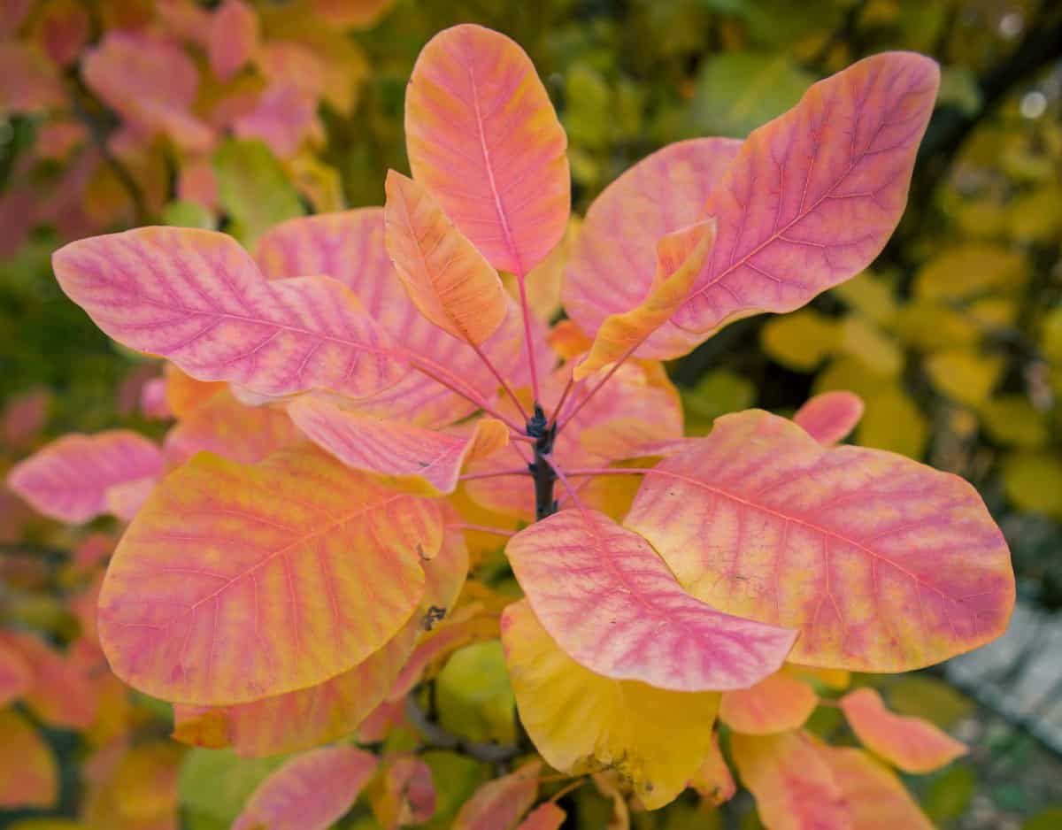 Smoke trees have pretty pink flower plumes.