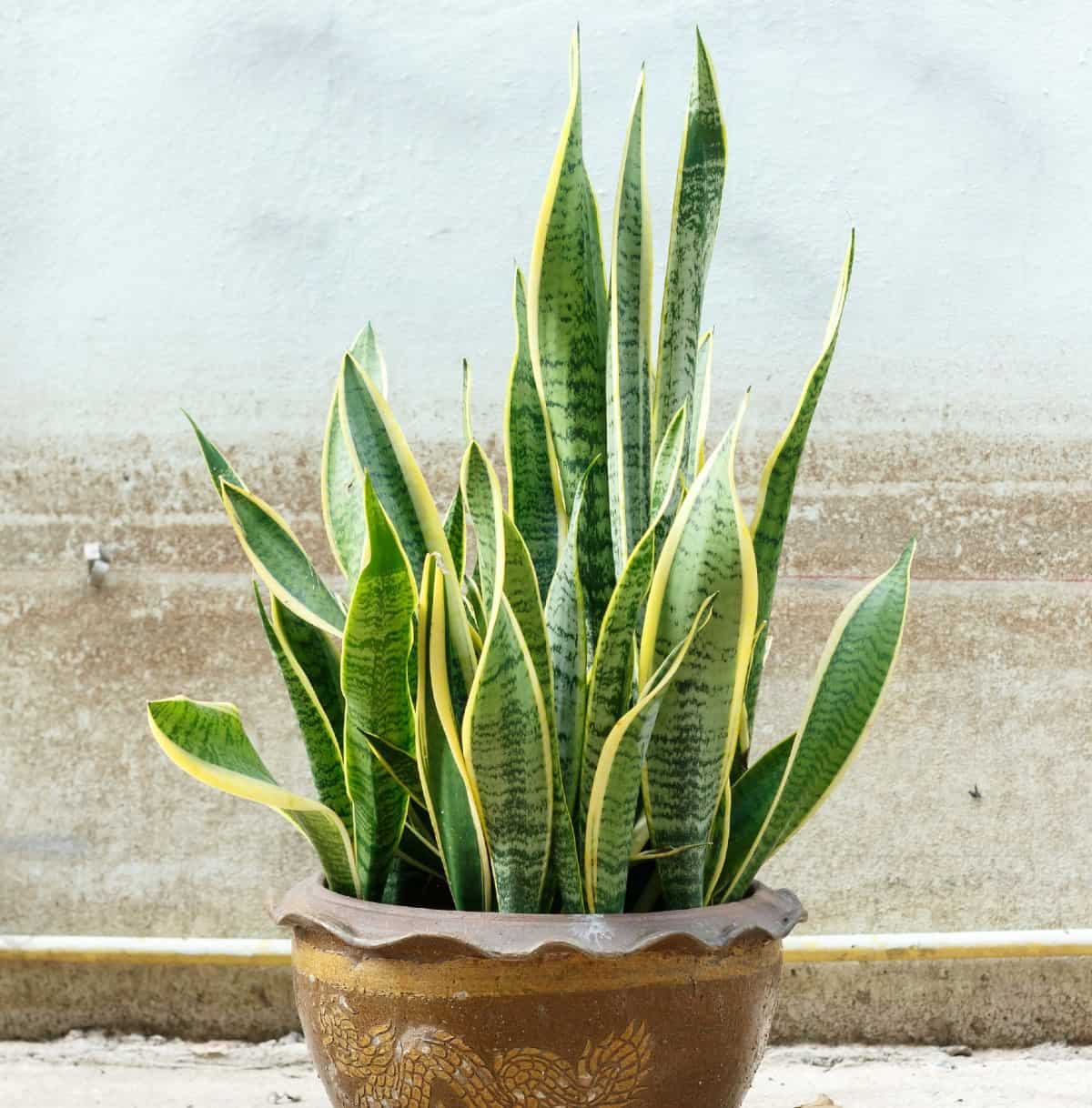 The stiff green leaves of the snake plant grow upward.