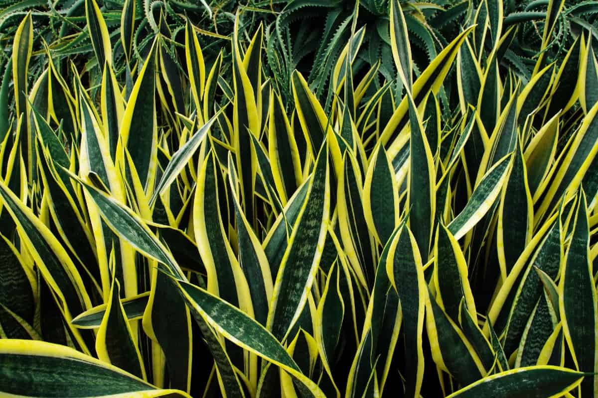 Snake plants are also called mother-in-law's tongue.