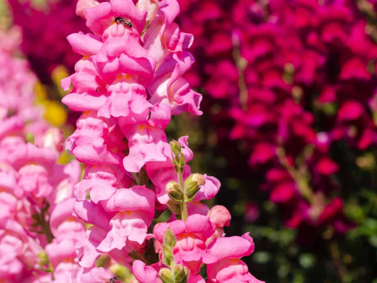 Snapdragons have a long blooming period.