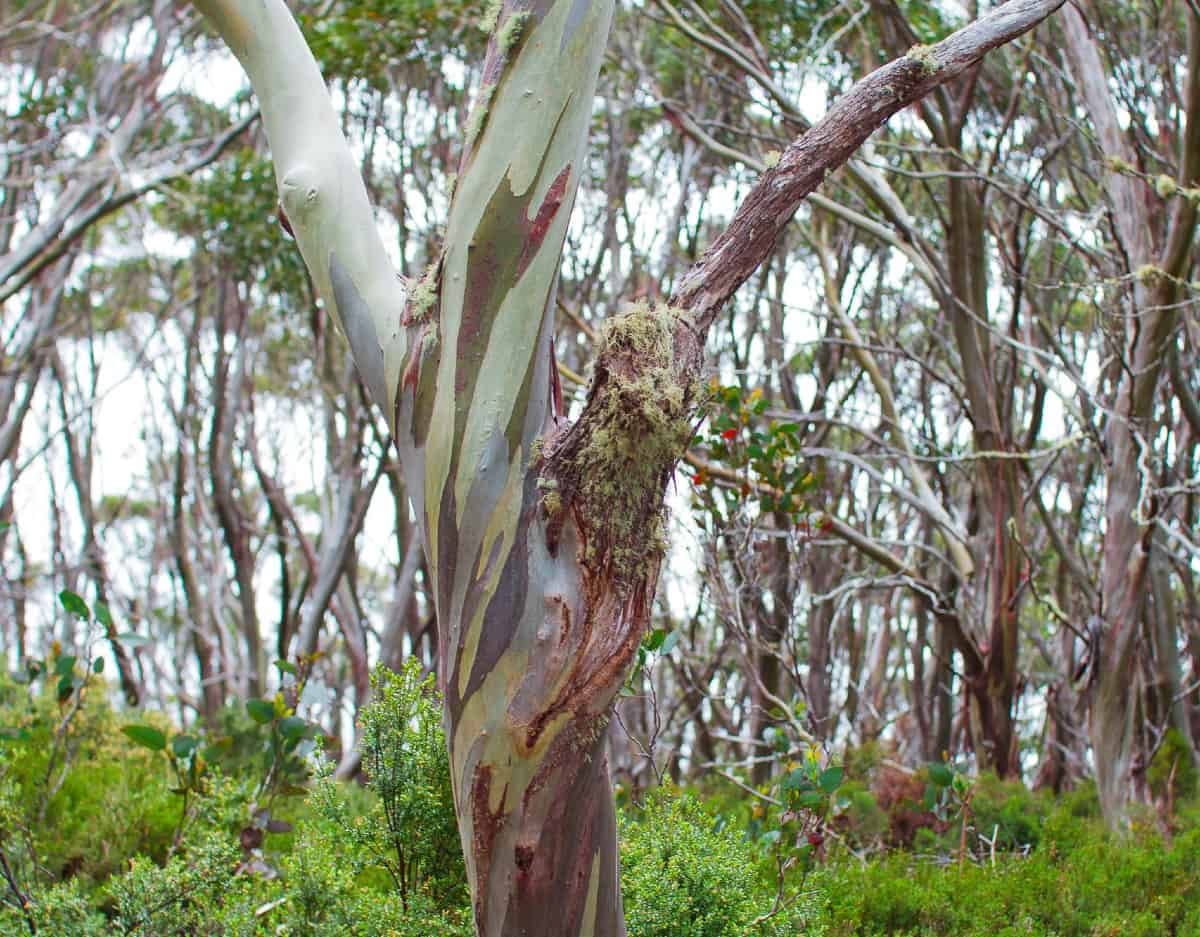The snow gum tree has memorable bark and toxic leaves.