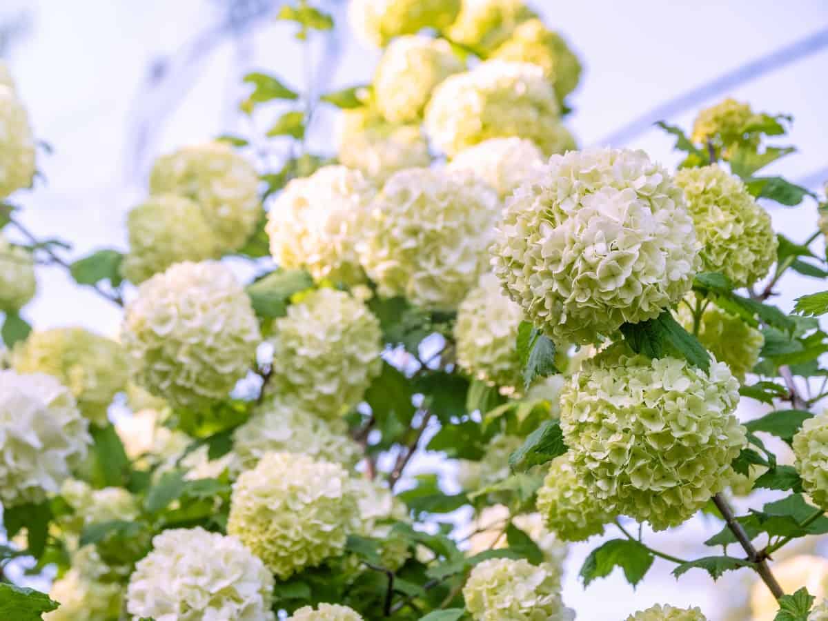 The snowball bush viburnum offers three-season interest.