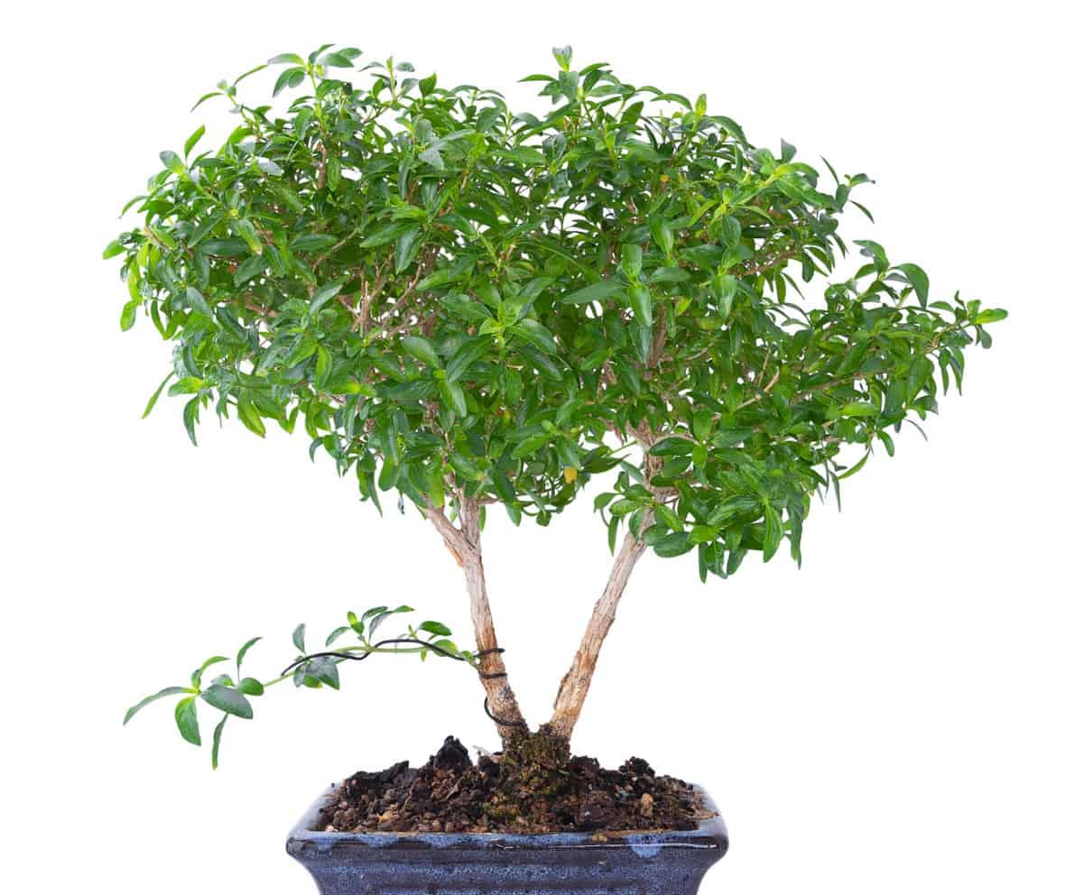 The snowrose bonsai is also called the tree of a thousand stars.