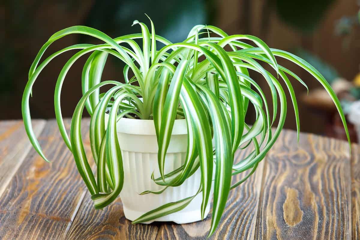 Spider plants look great in hanging baskets.