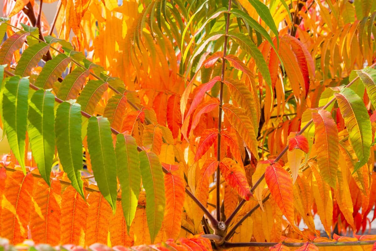 Staghorn sumac erupts in brilliant fall colors.