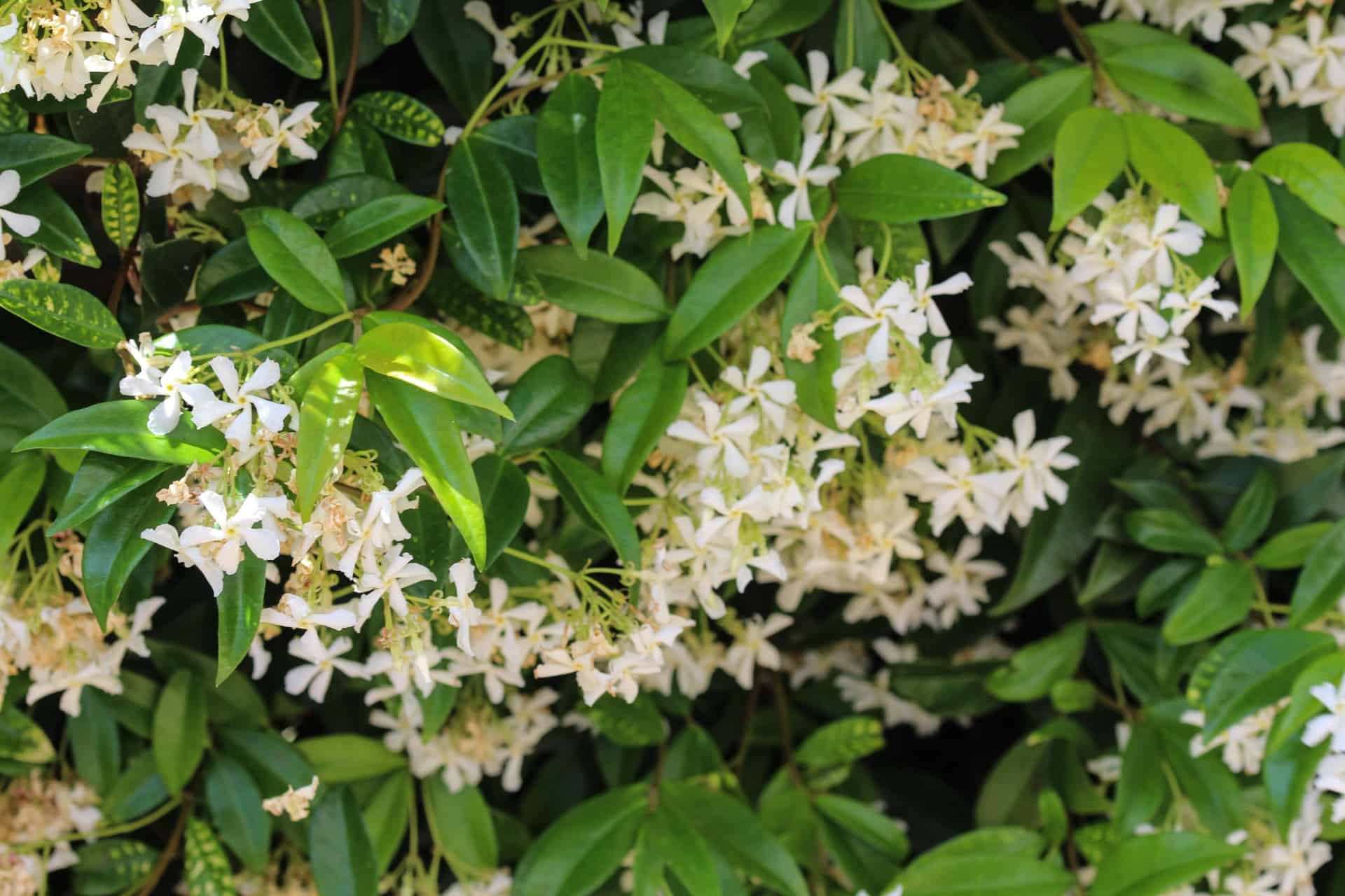 Star jasmine is an evergreen that thrives in warm climates.