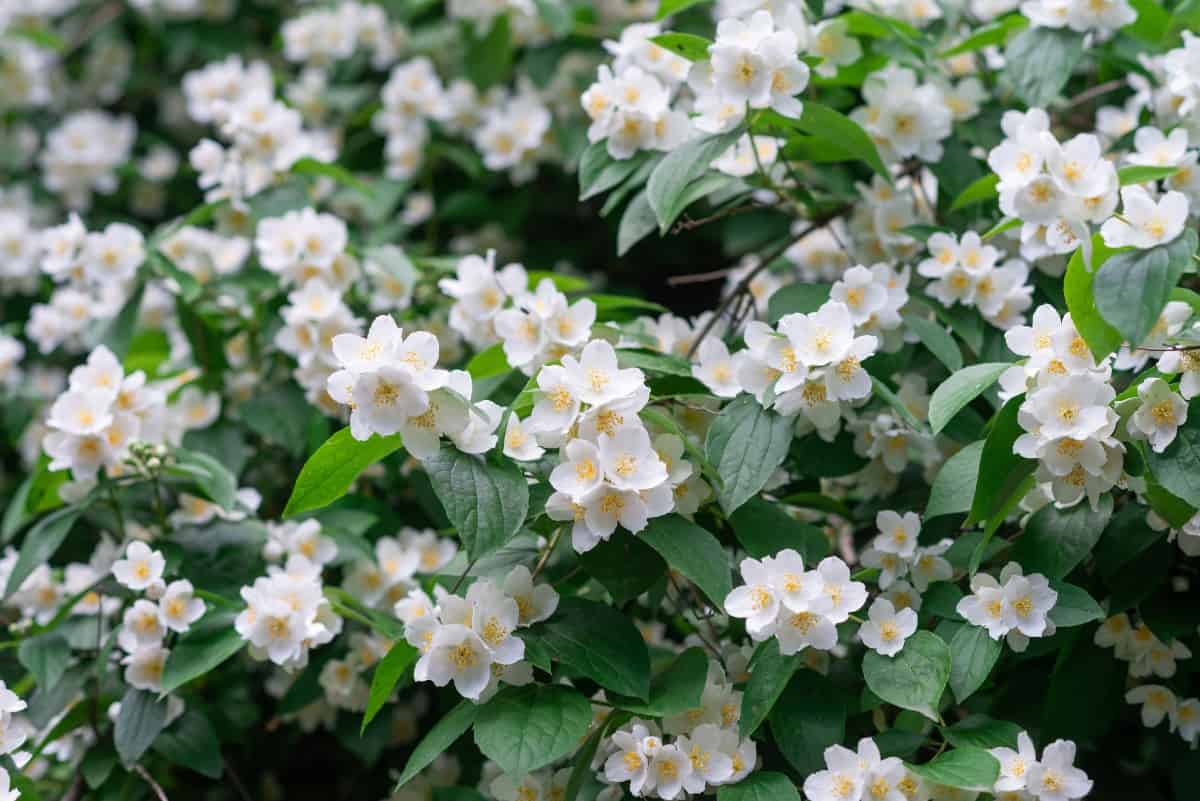Star jasmine is an evergreen vine with white flowers.