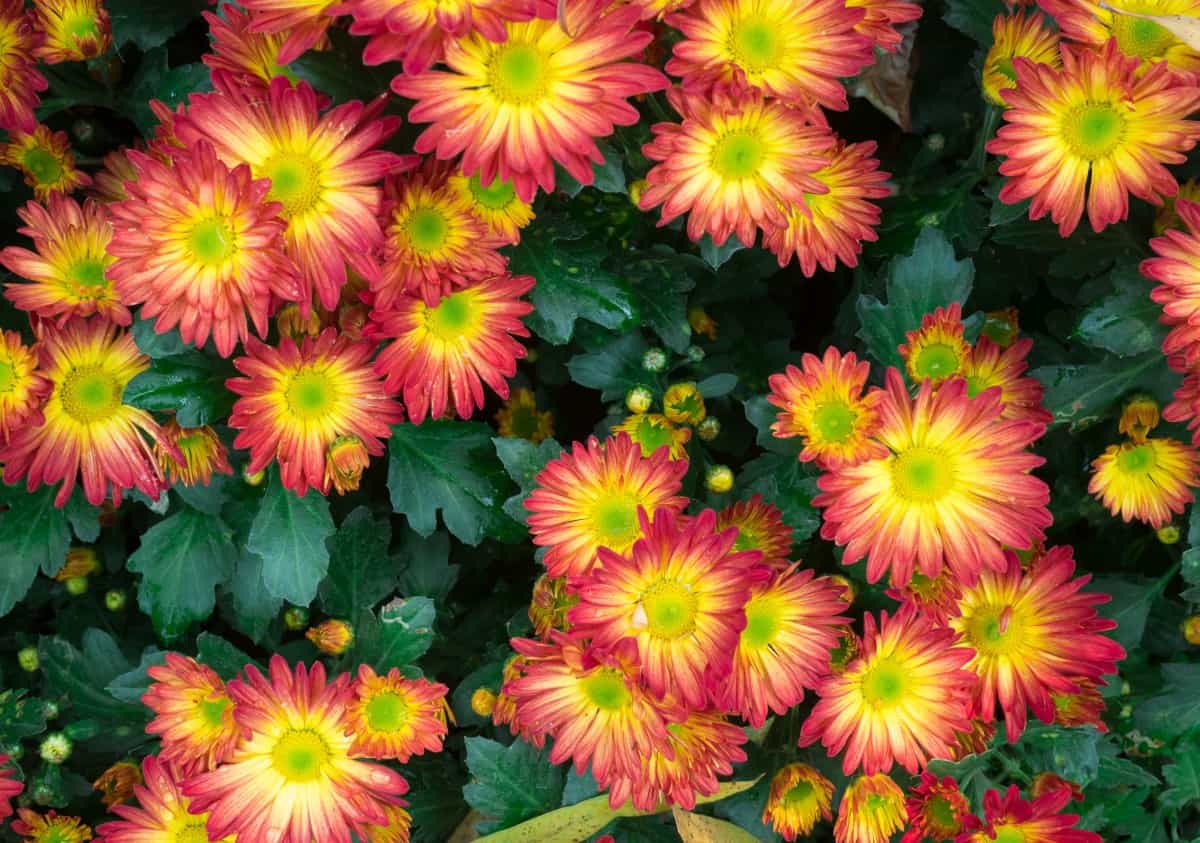 Strawflowers have daisy-like blooms in bright colors.