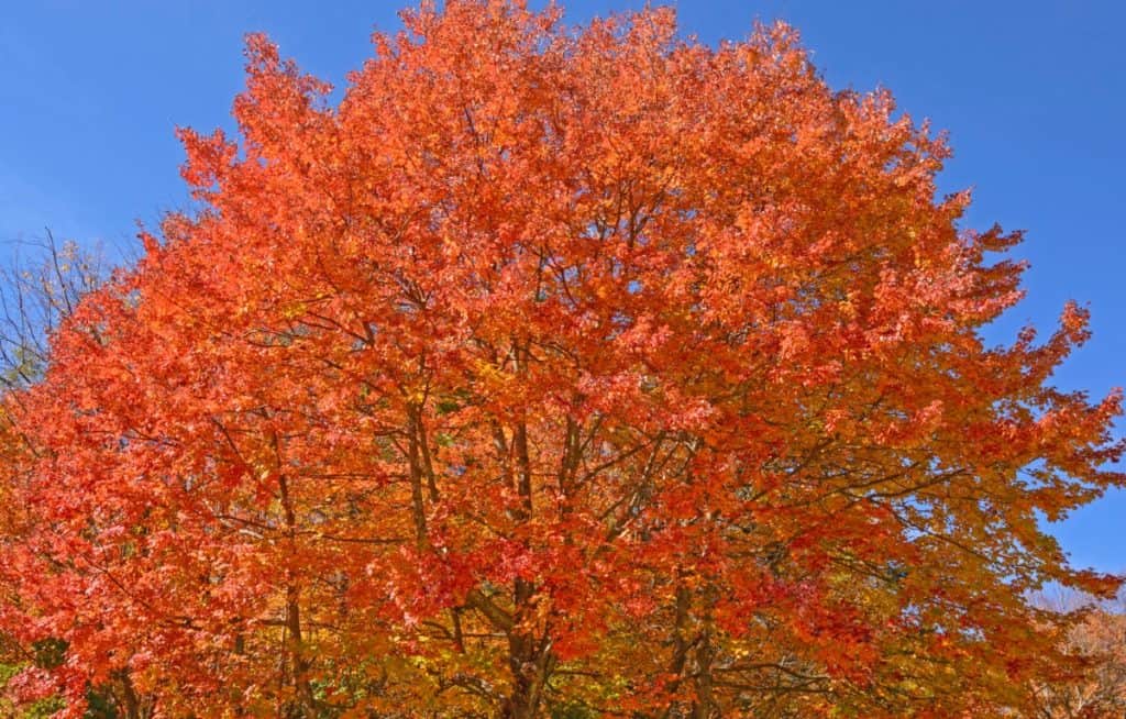 14 Trees with Brilliant Orange Leaves in Fall
