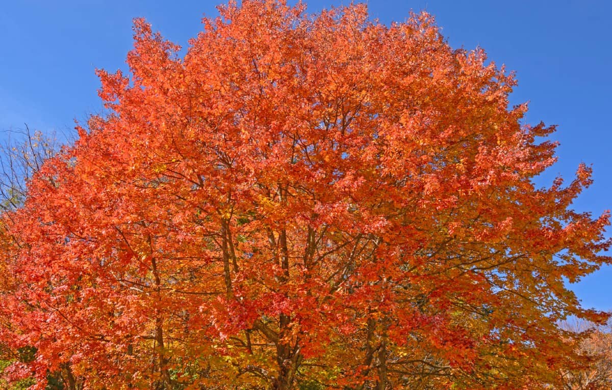 Sugar maples offer a brilliant fall display of orange leaves.