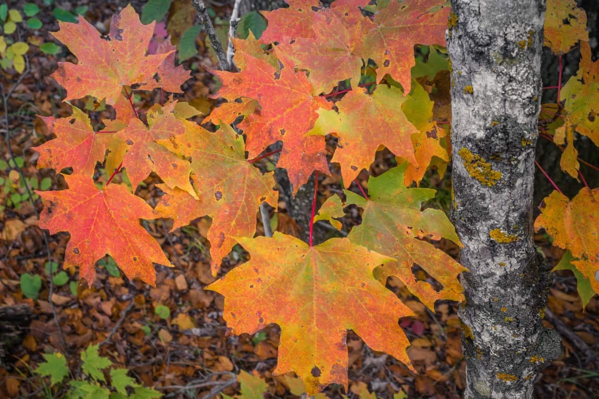 Maple syrup comes from sugar maple trees.