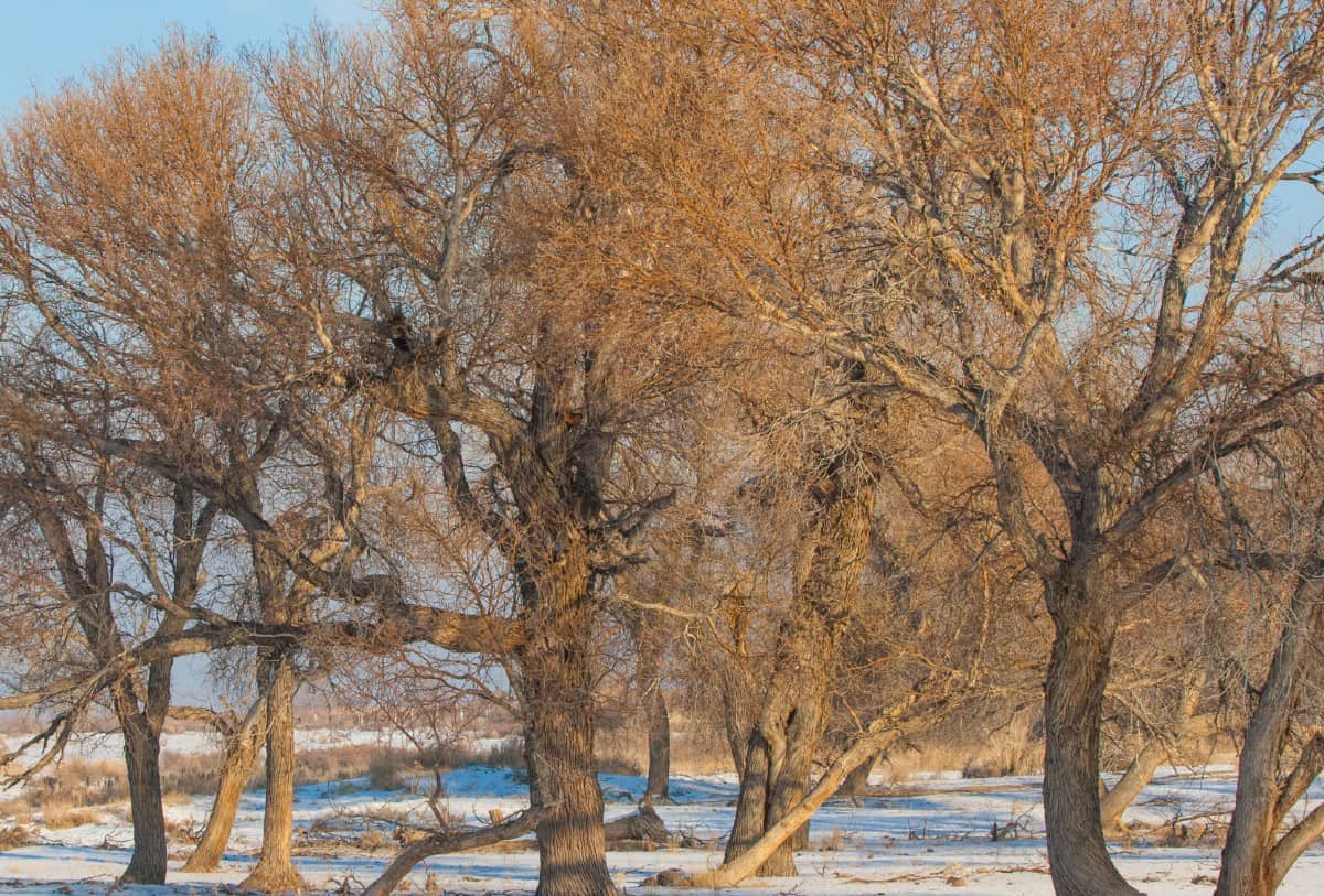 The swamp cottonwood is a member of the birch family.