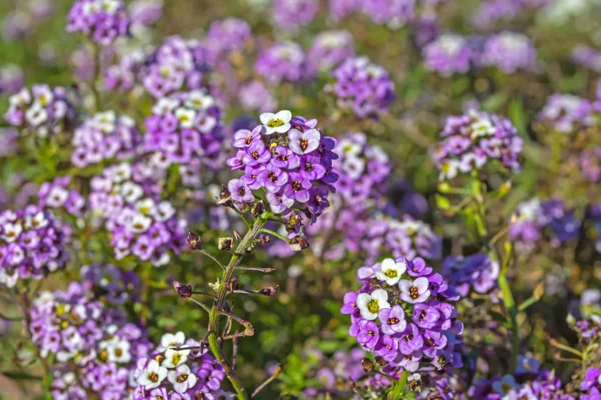 Sweet alyssum is a small ground cover annual flower.