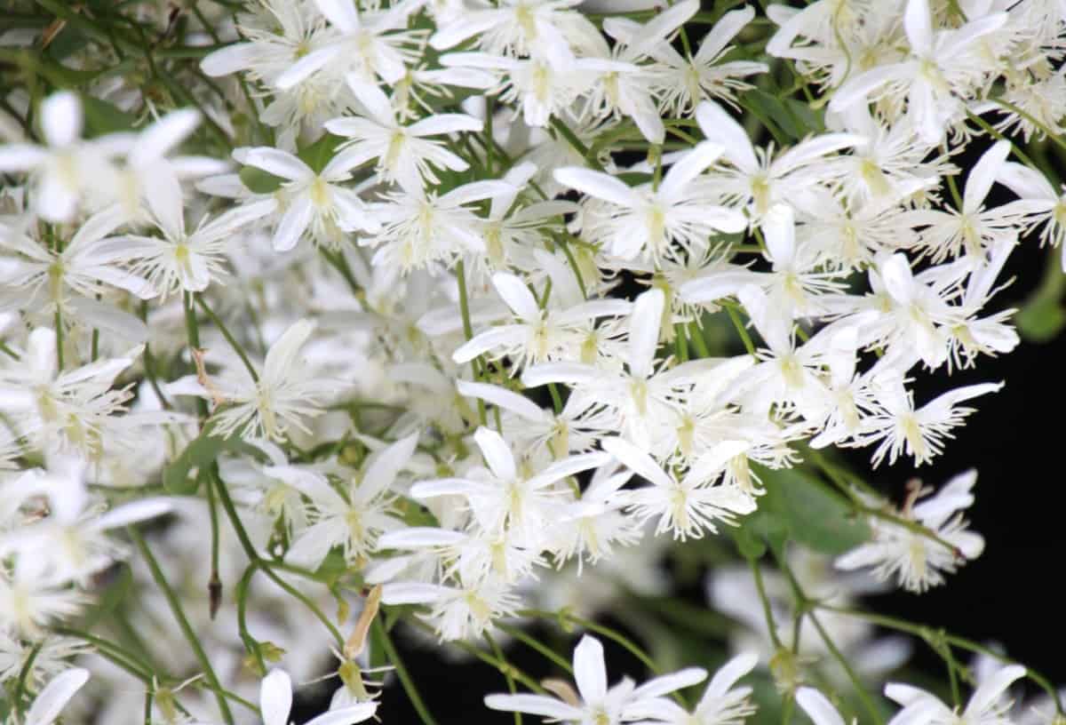 Sweet autumn clematis is recognized for its fast growth rate.