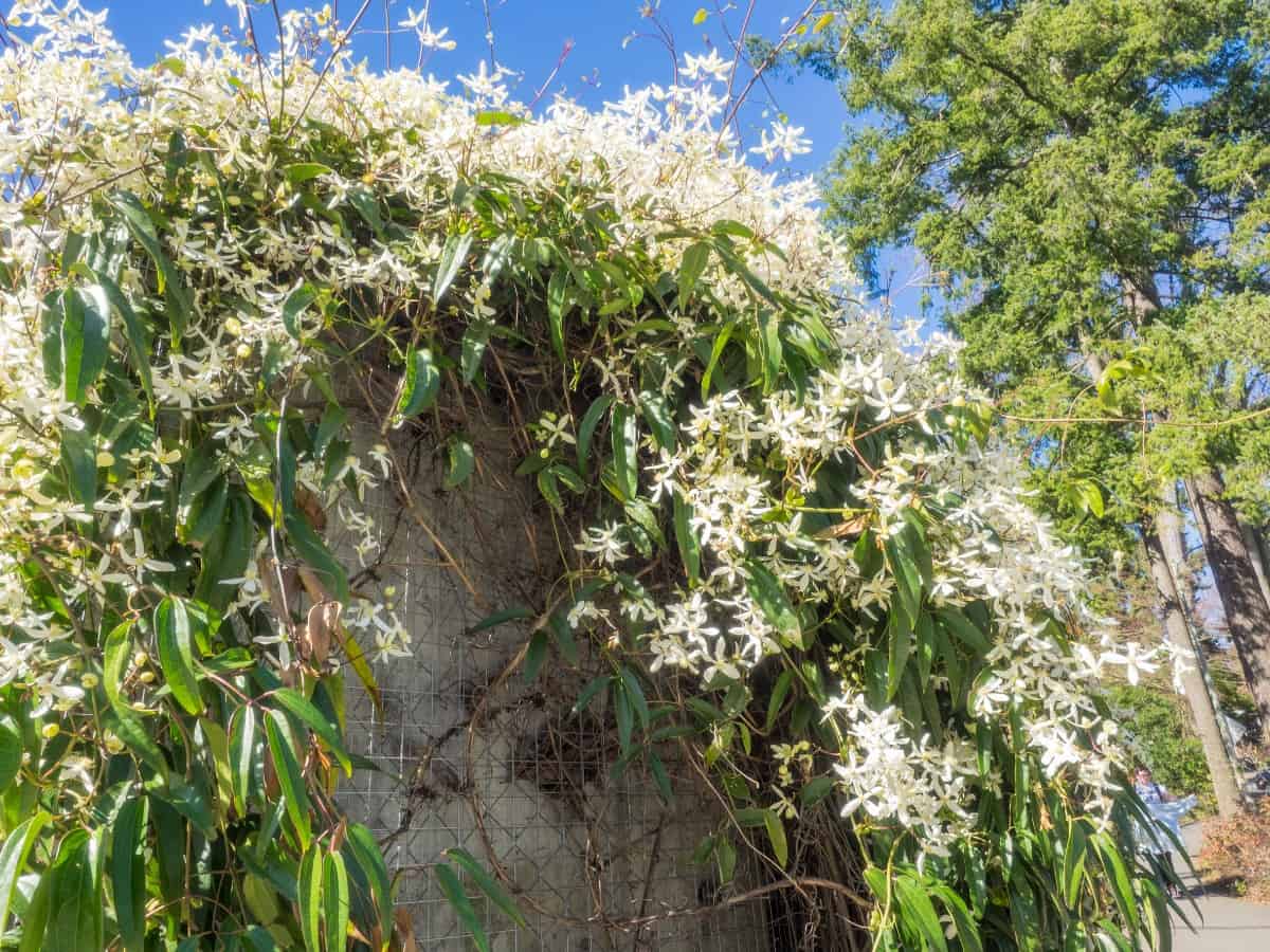 Sweet autumn clematis is a vine that is happy in partial shade.
